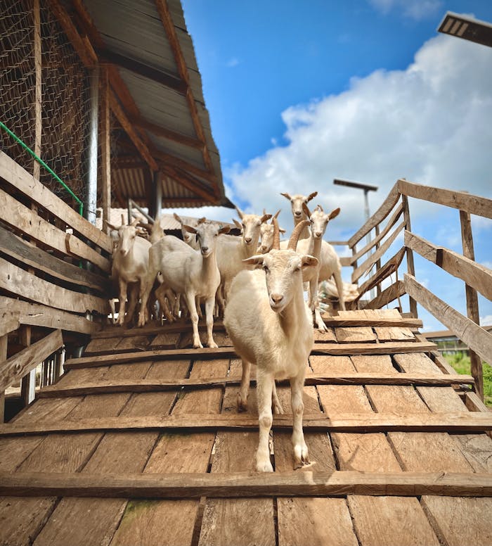 A group of goats standing on a wooden ramp at a farm in Abeokuta, Nigeria, under a blue sky.