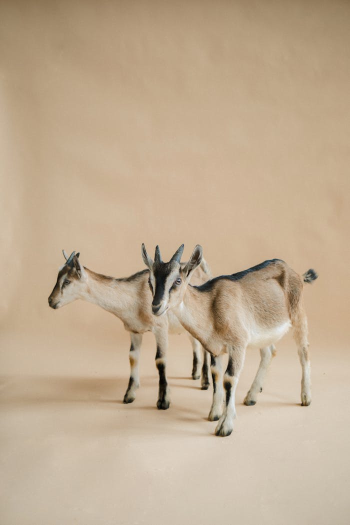 Studio shot of two standing domestic goats on a beige background.