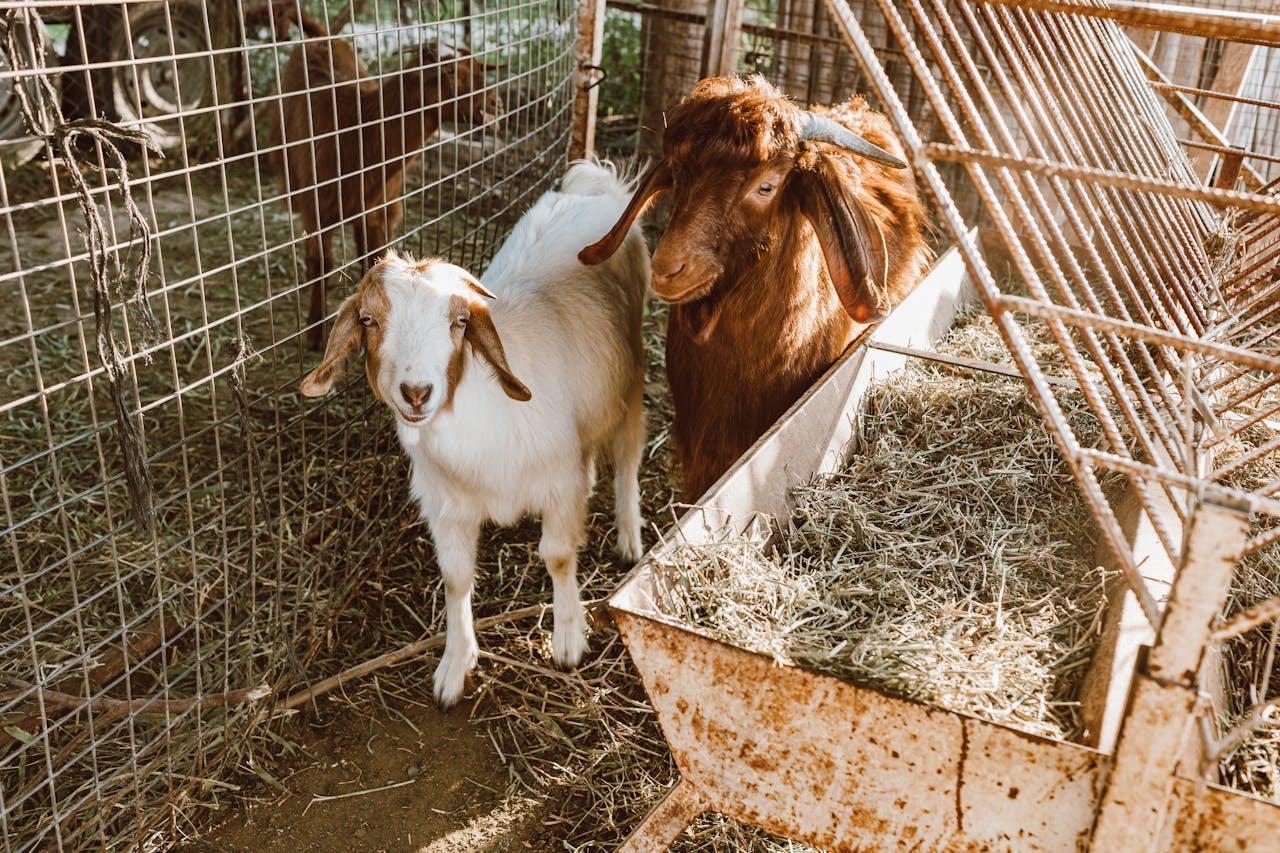 A close-up of two goats inside a metal cage on a sunny rural farm.